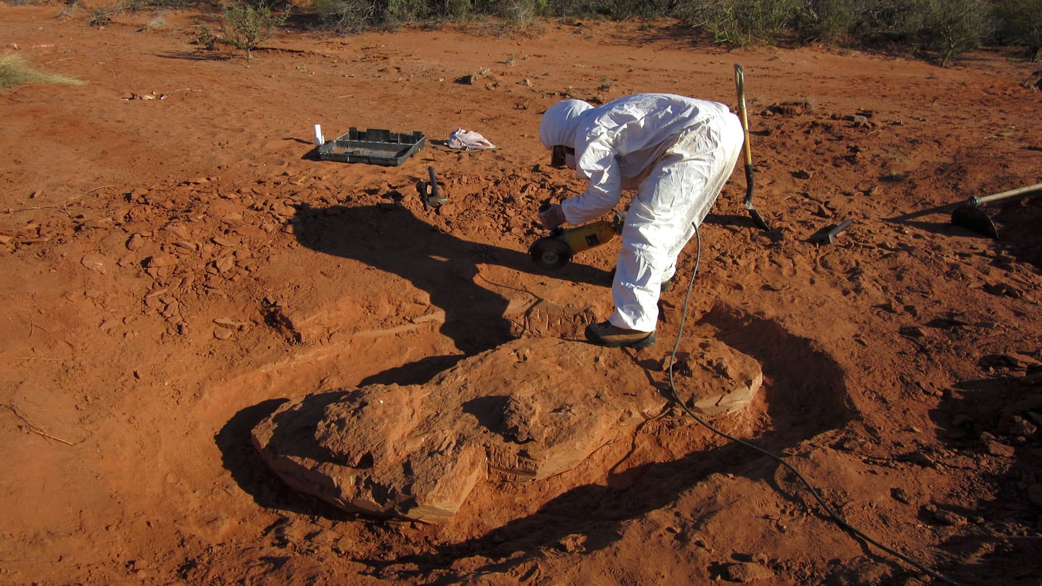 El hallazgo de Ingentia prime ahora fue publicado en Nature Ecology and Evolution.