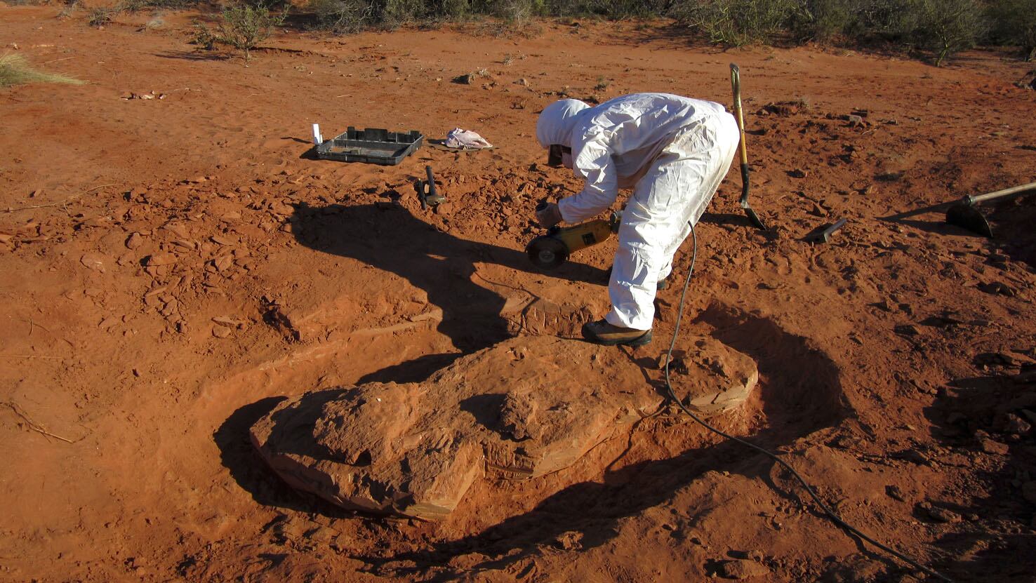 El hallazgo de Ingentia prime ahora fue publicado en Nature Ecology and Evolution.