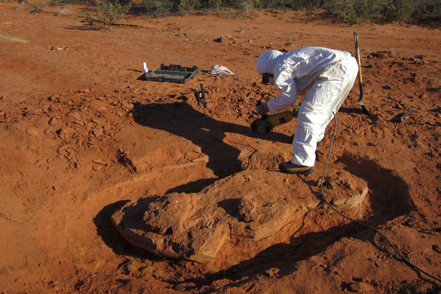 El hallazgo de Ingentia prime ahora fue publicado en Nature Ecology and Evolution.