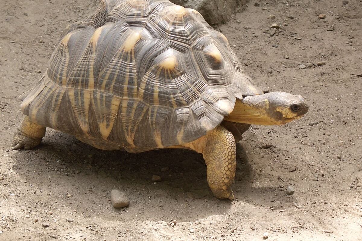 La presunta traficante logró huir de Tailandia antes de ser juzgada