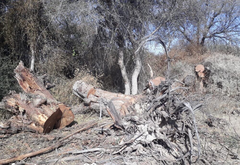 Algarrobos destruídos en el loteo Pueblo Nuevo 