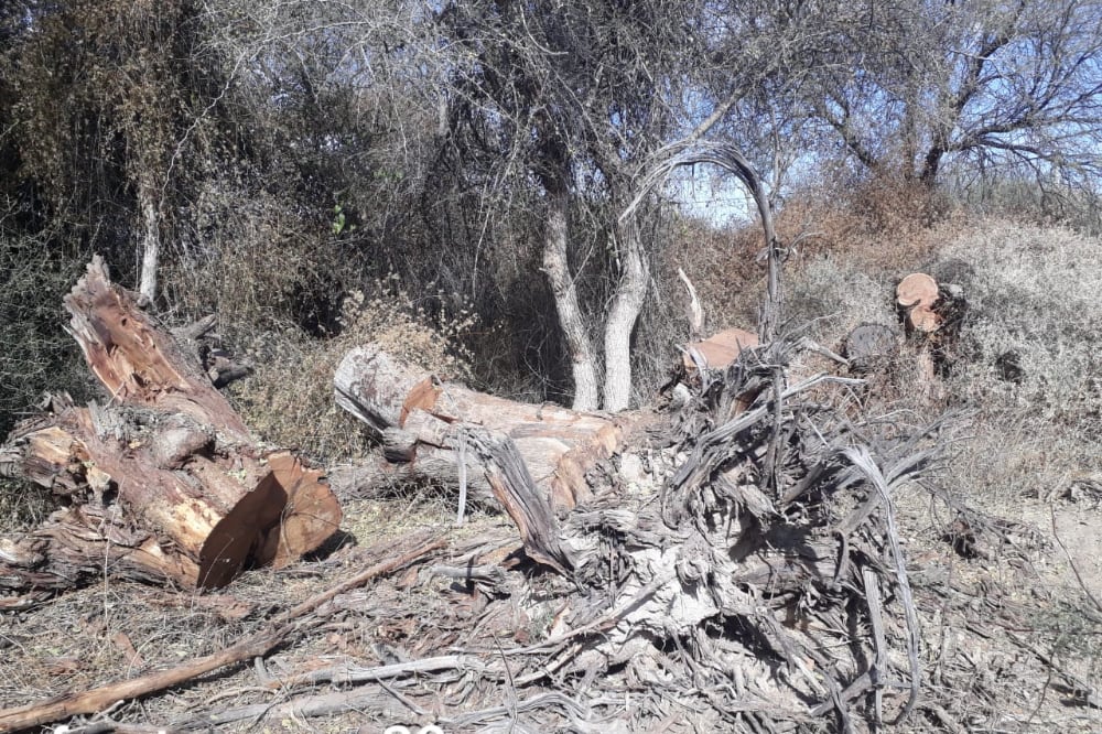 Algarrobos destruídos en el loteo Pueblo Nuevo
