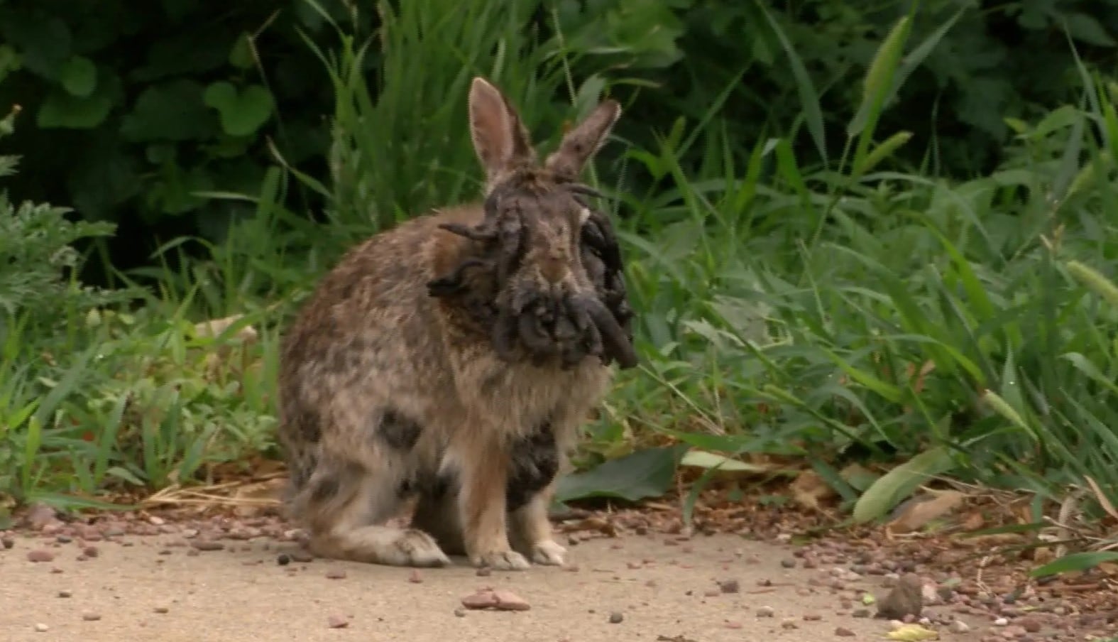 Las lesiones iniciales suelen ser elevadas, rojas y rugosas, y con el tiempo se transforman en tumores negros llamados papilomas queratinizados