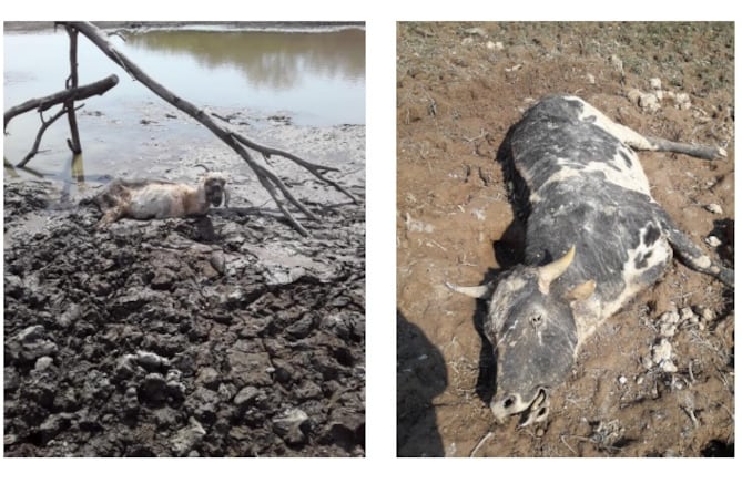 Imágenes incorporadas al informe en el que se funda la situación de emergencia