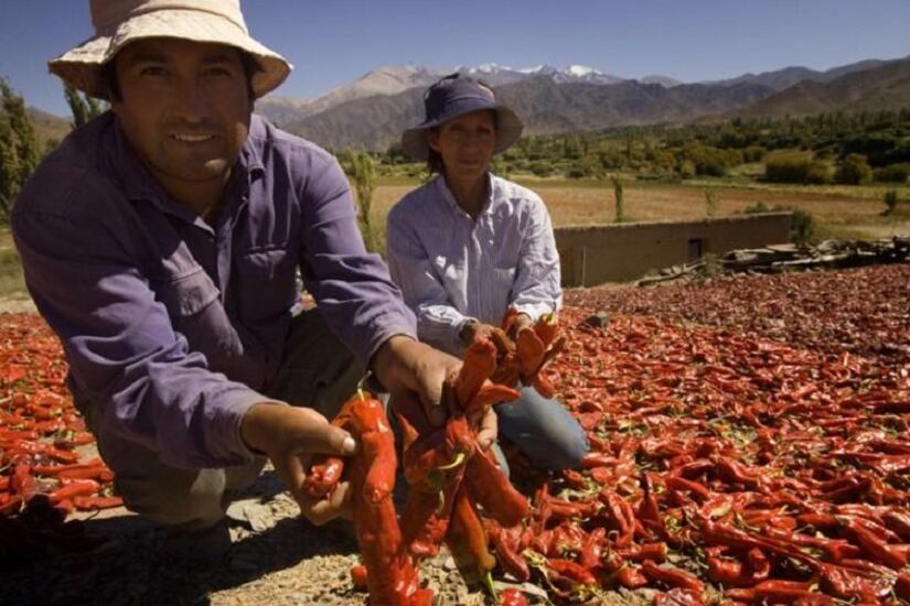 Productores de los Valles Calchaquíes de Salta