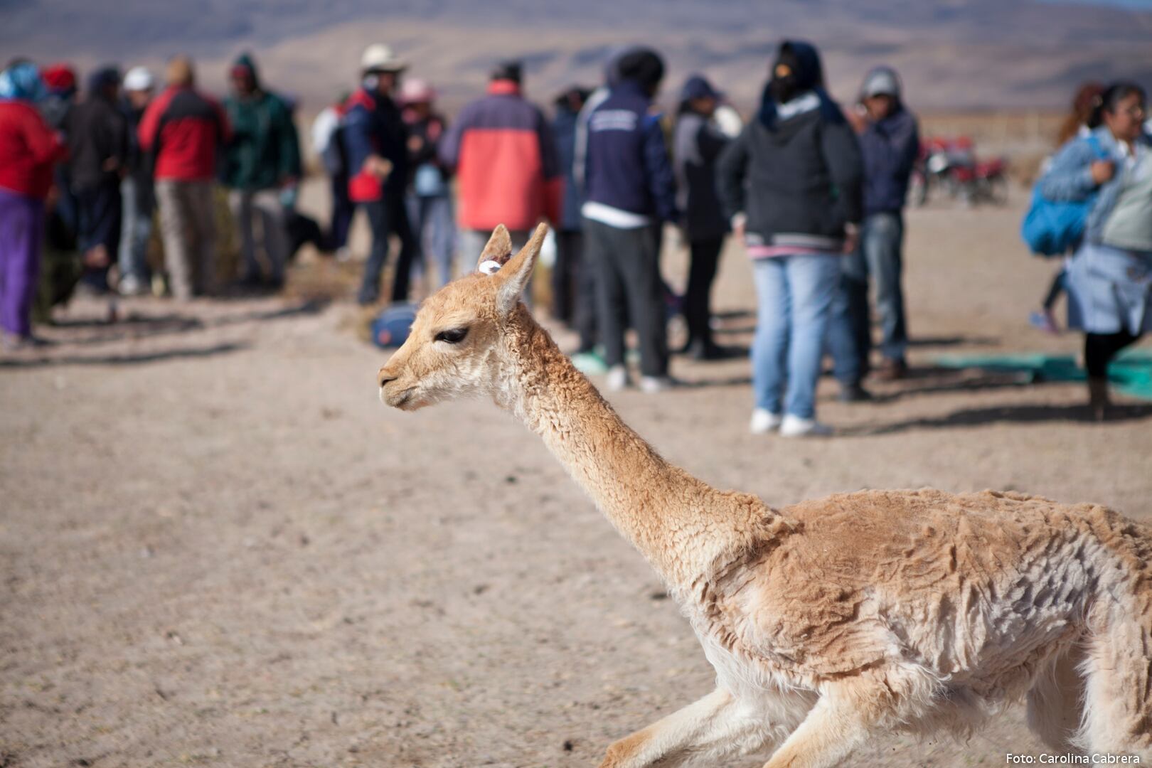 Las fotos forman parte de una galería de imágenes de fiestas anteriores.