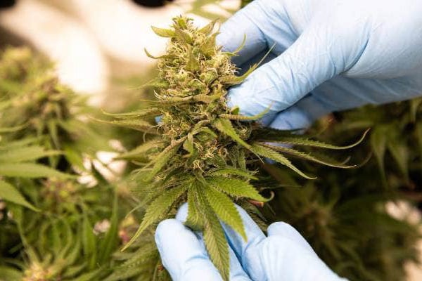 Nueva Zelanda se convertirá el primer país del mundo en someter al voto popular la legalización de la marihuana y la eutanasia.