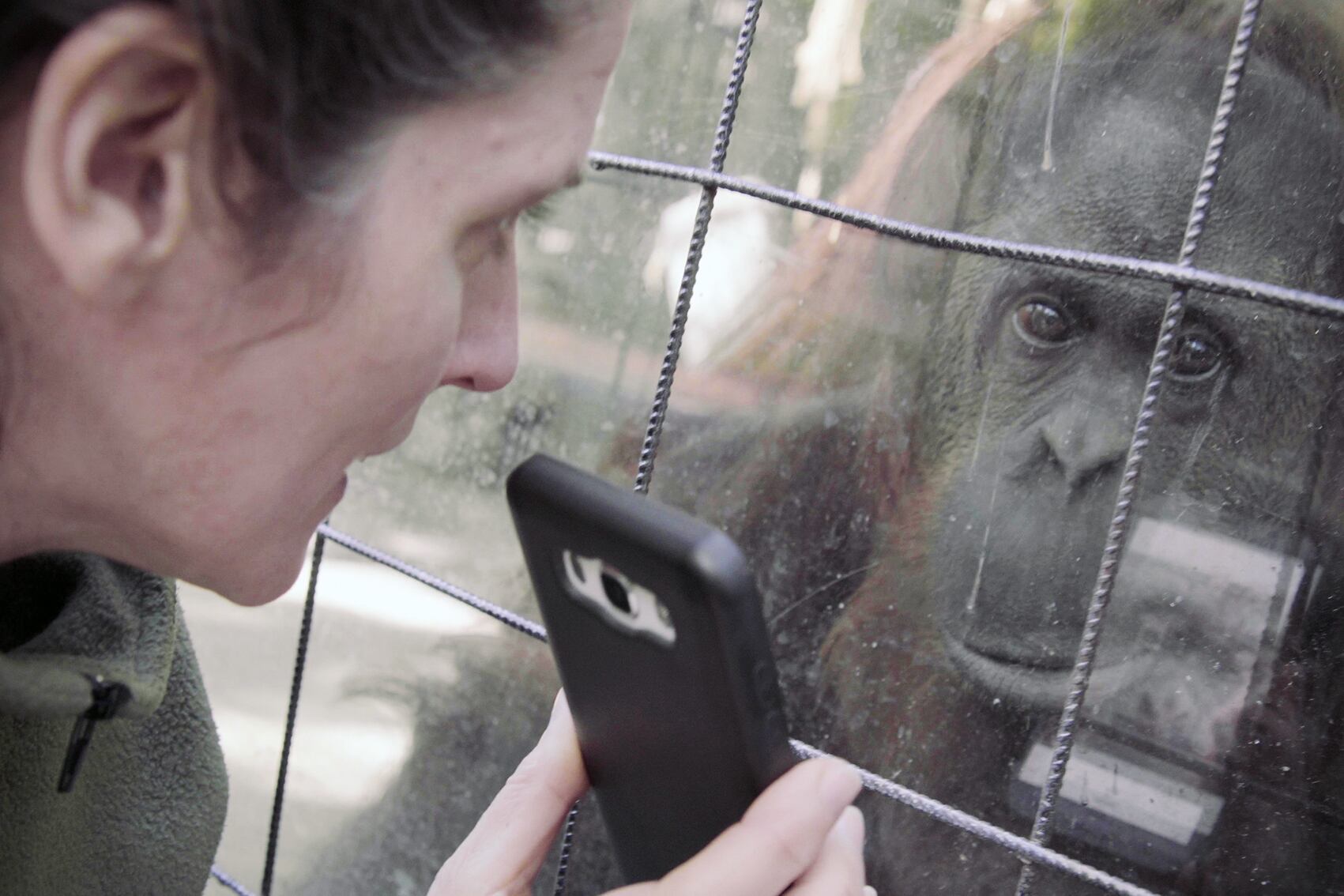 Sandra, orangutana del ex zoológico de la Ciudad de Buenos Aires, hoy en los Estados Unidos.