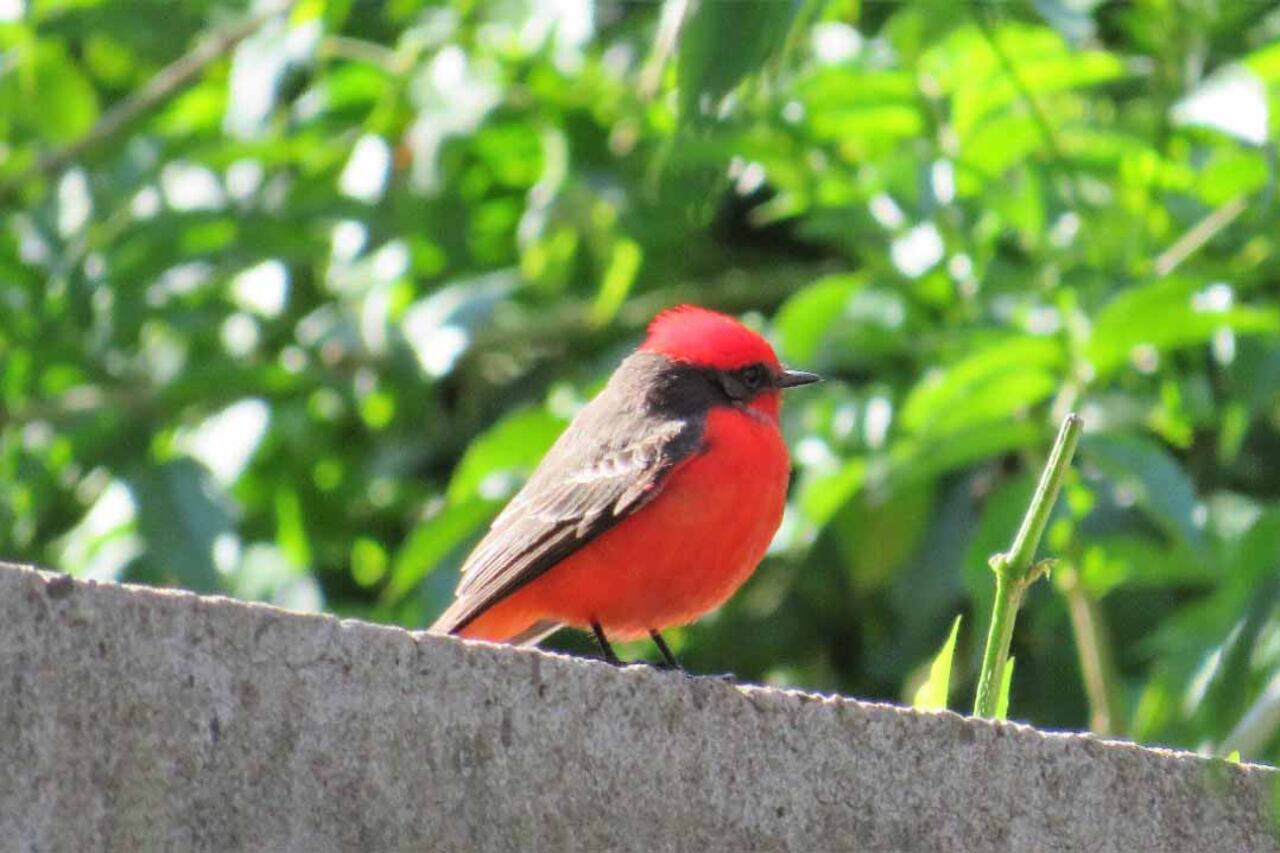 El churrinche, muy vistoso porque el macho tiene un color rojo brillante.