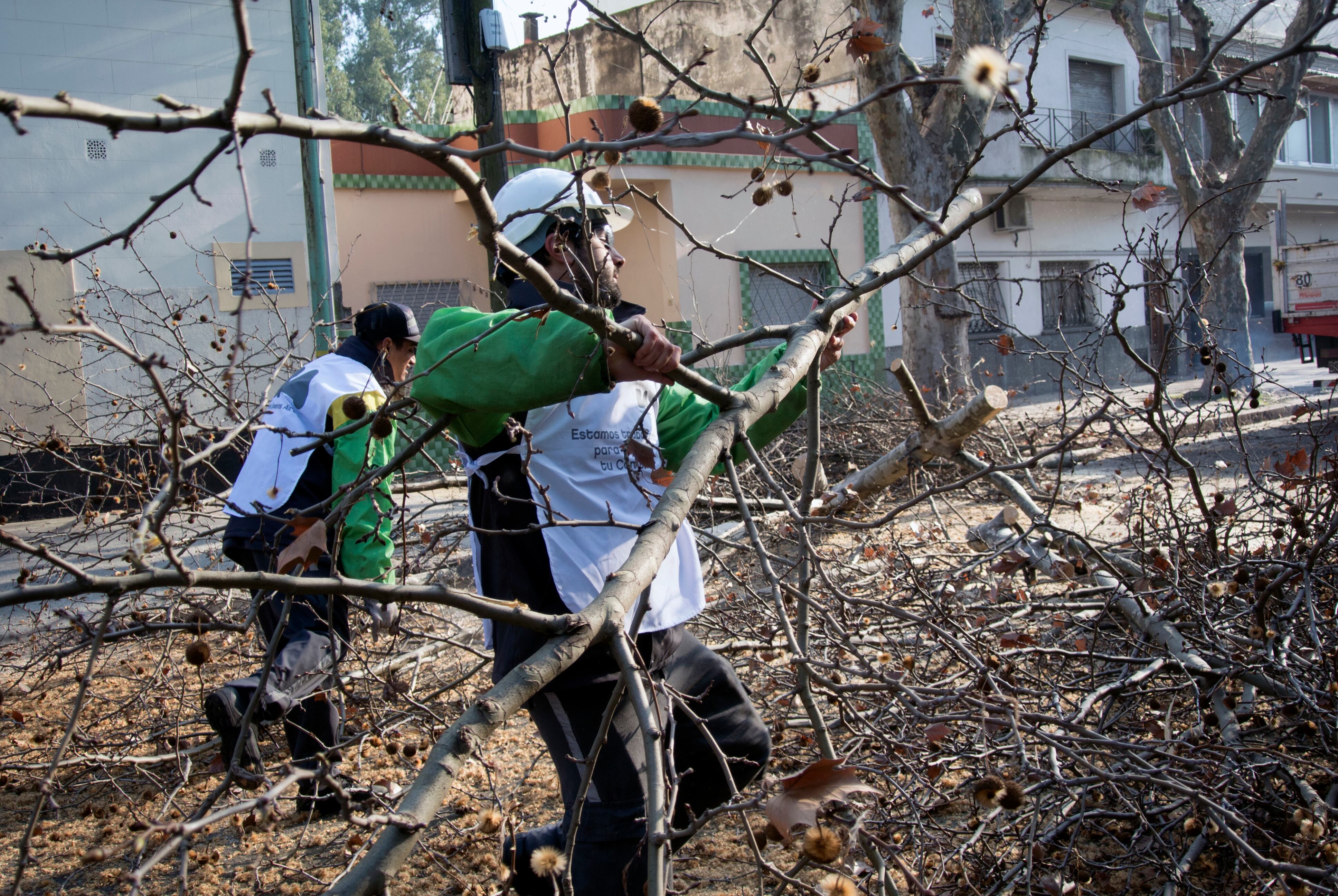 Las podas en la ciudad, uno de los ejes en el cuestionamiento a la gestión del arbolado.