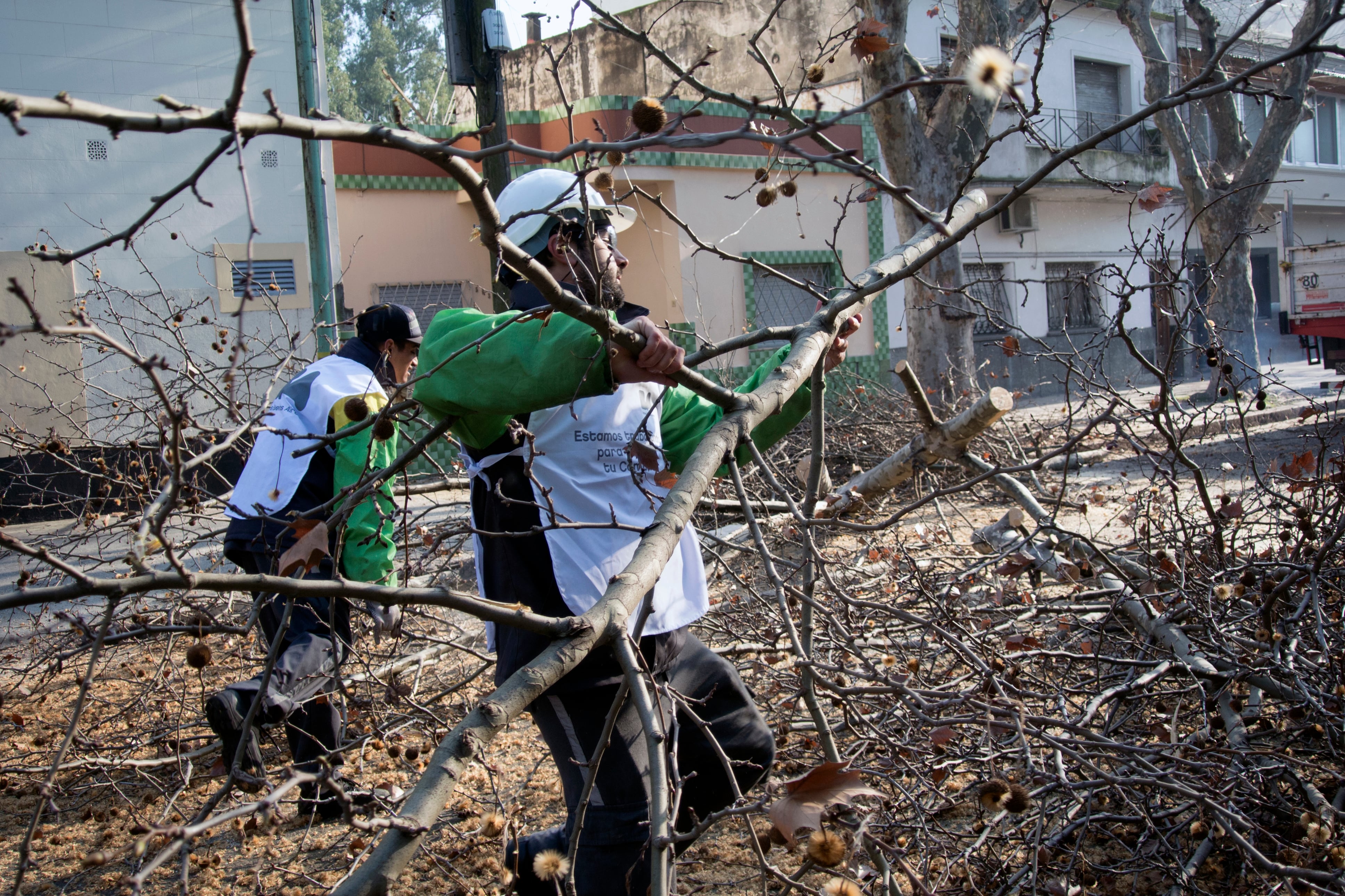 Las podas en la ciudad, uno de los ejes en el cuestionamiento a la gestión del arbolado.