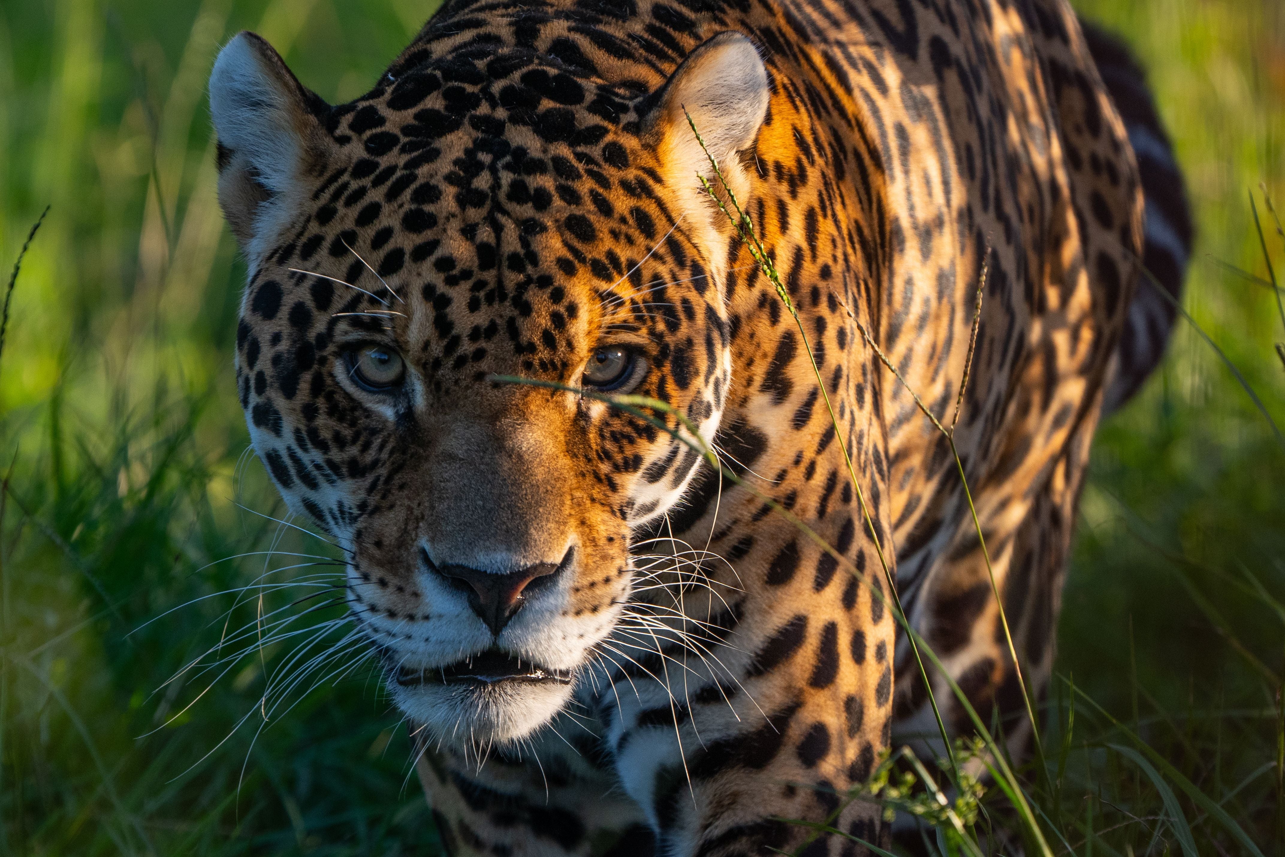 Empieza el juicio contra cuatro formoseños que mataron un yaguareté