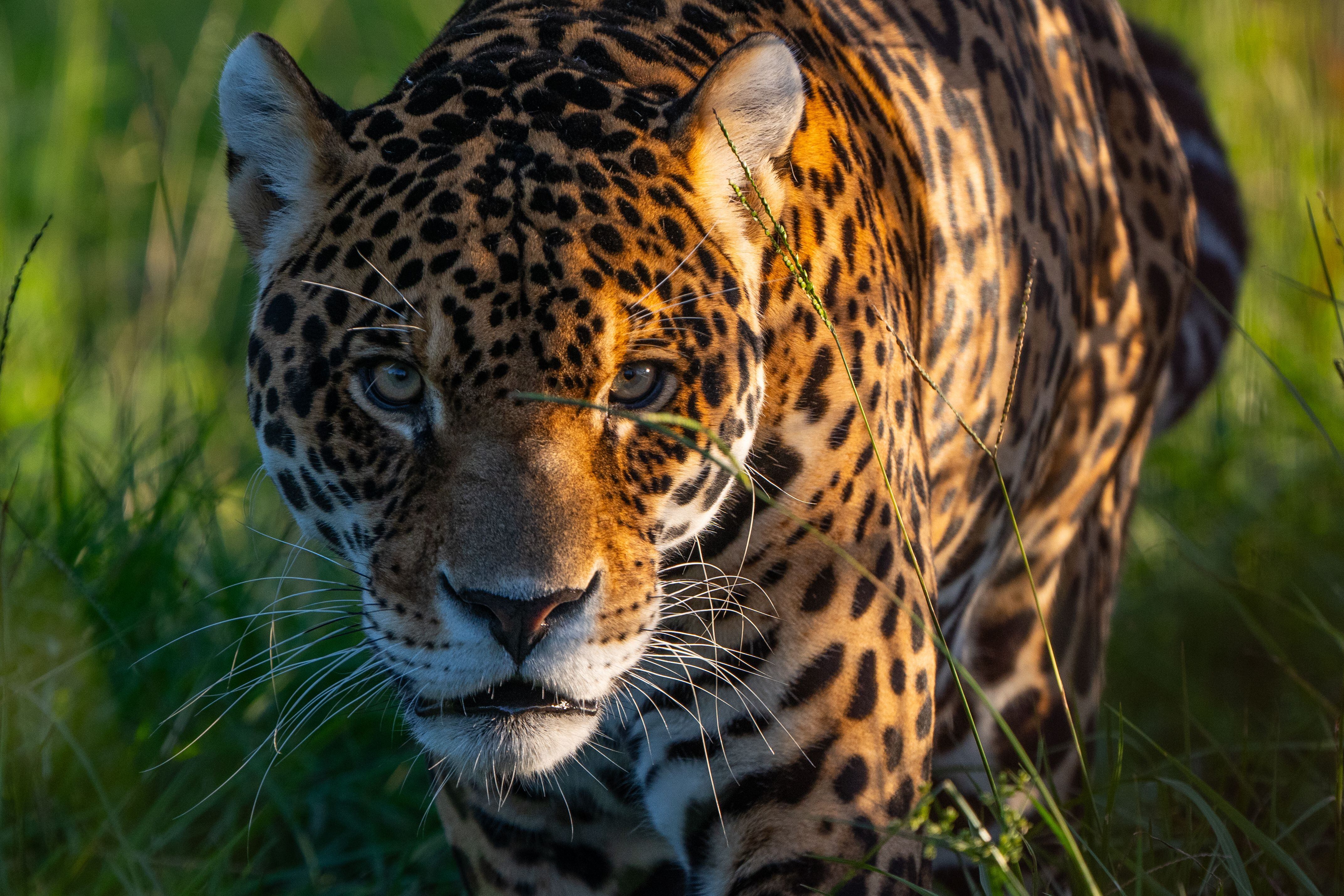 Empieza el juicio contra cuatro formoseños que mataron un yaguareté