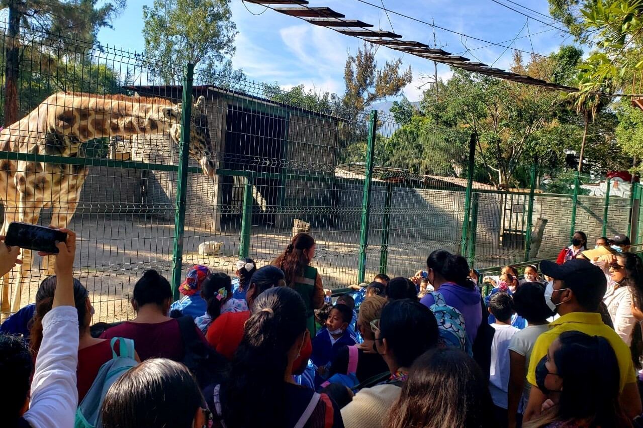 Hubo varios nacimientos en el zoológico que no fueron dados de alta, entre otras irregularidades (Facebook: Zoológico Zoochilpan).