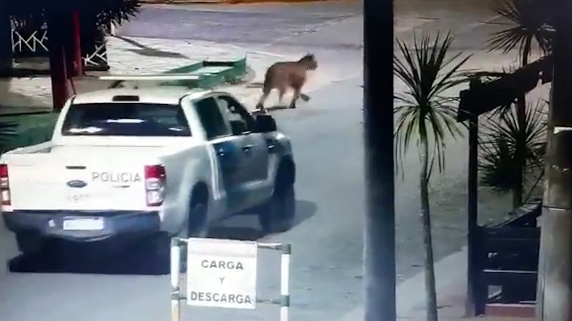Villa Gesell: hay pumas sueltos en la calle