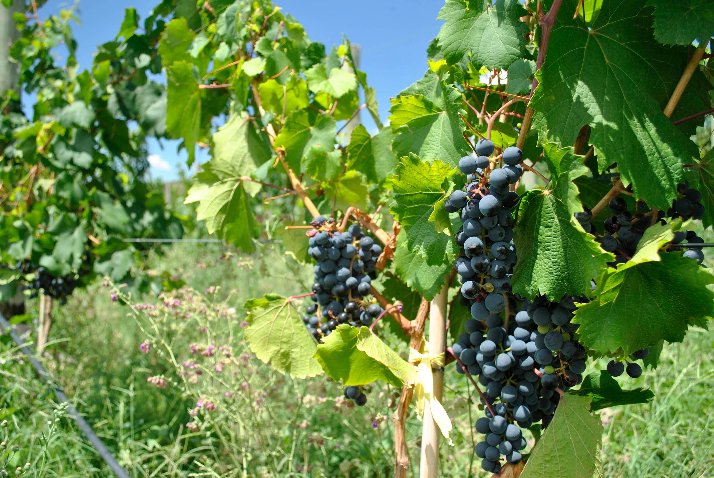El aumento de los alquileres pone en jaque a la pequeña producción.