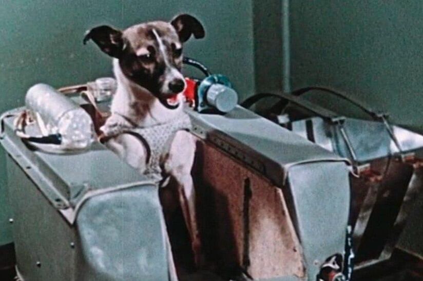 La perra Laika fue el primer ser vivo en orbitar la tierra.