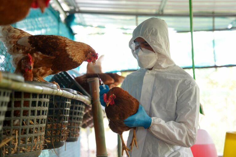 La influenza aviar es una enfermedad infecciosa que afecta a las aves y, en casos específicos, puede transmitirse a los humanos. 
