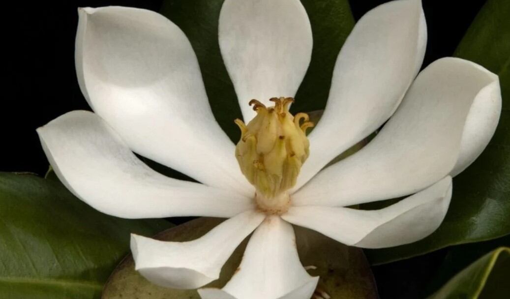 La "Magnolia emarginata" está en la lista rojas de especies amenazadas de extinción. 