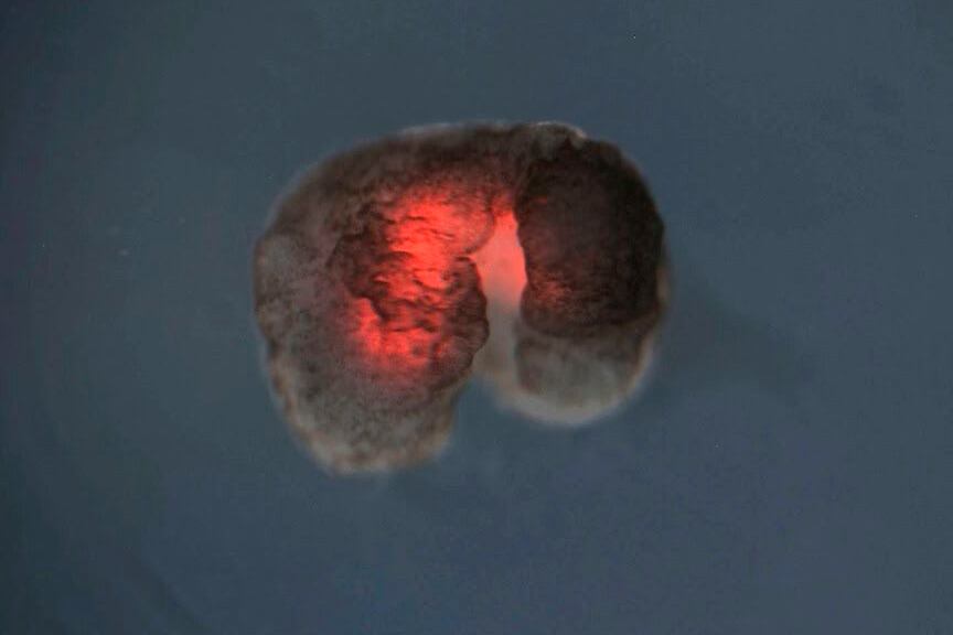 Estos organismos pueden encontrar células y construir copias de sí mismos. 