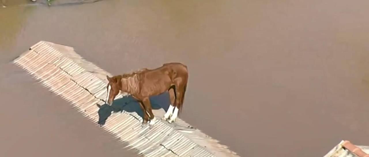 "Caramelo" fue rescatado este jueves, tras mantenerse por más de un día sobre el techo de una vivienda.