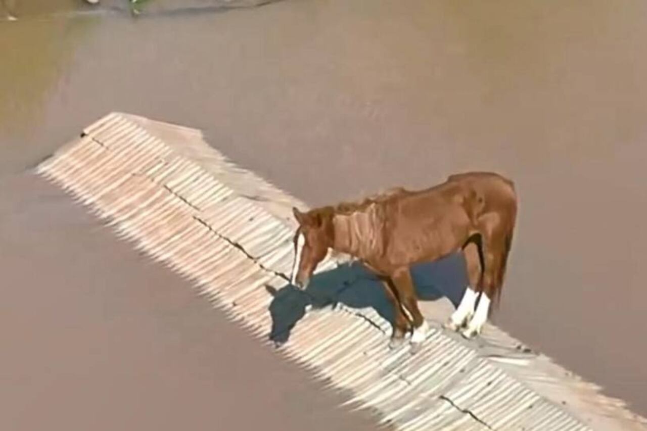 "Caramelo" fue rescatado este jueves, tras mantenerse por más de un día sobre el techo de una vivienda.