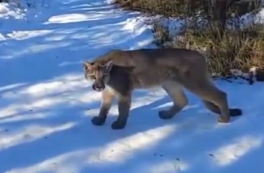 Una familia vivió un momento de tensión extrema al cruzarse con un puma. Imagen: Captura de video.