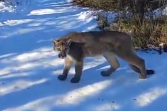Una familia vivió un momento de tensión extrema al cruzarse con un puma. Imagen: Captura de video.