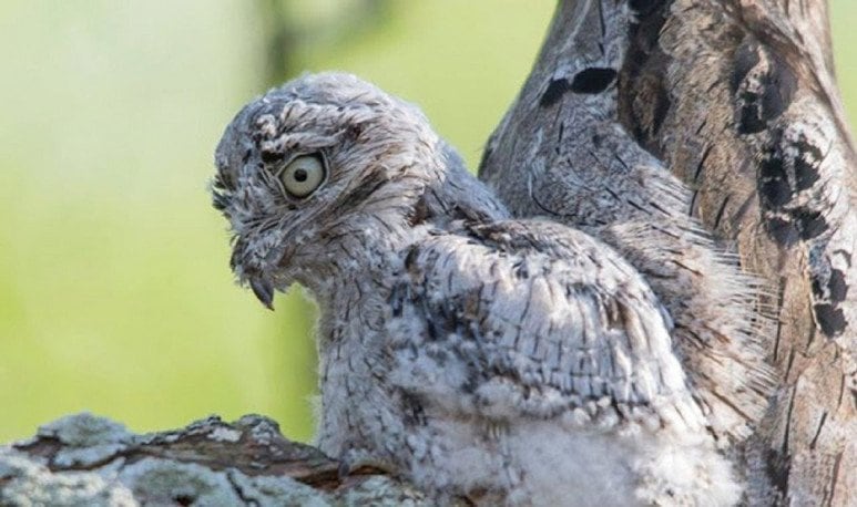 Pichón camuflado con una rama.