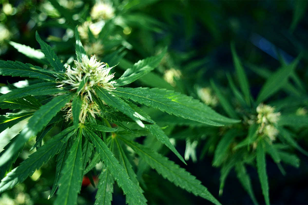El autocultivo registrado en el AMBA crece año a año. Imagen: Mónica Vargas Beltran
