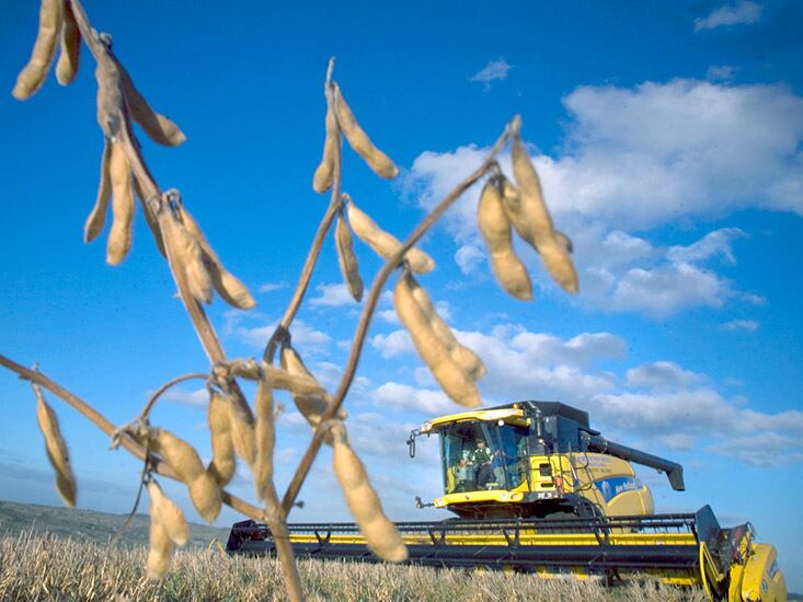 El precio interno de la soja cayó un 15 por ciento en 45 días.