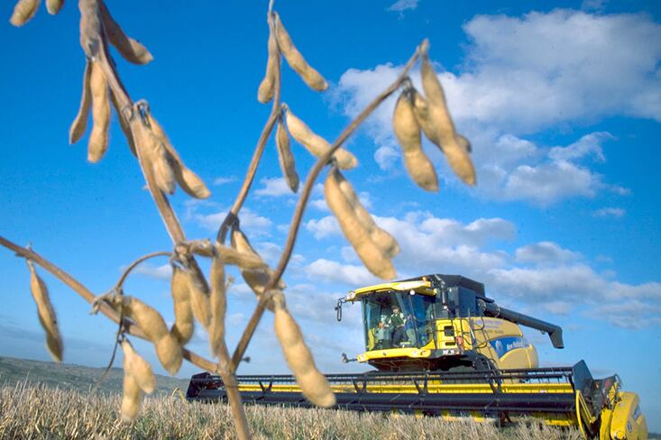 El precio interno de la soja cayó un 15 por ciento en 45 días.