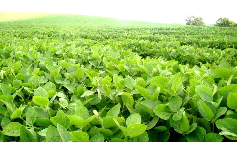 La soja cerró a 481,2 dólares la tonelada