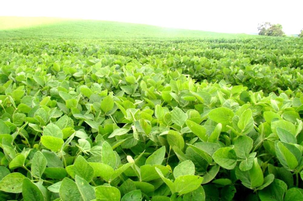 La soja cerró a 481,2 dólares la tonelada