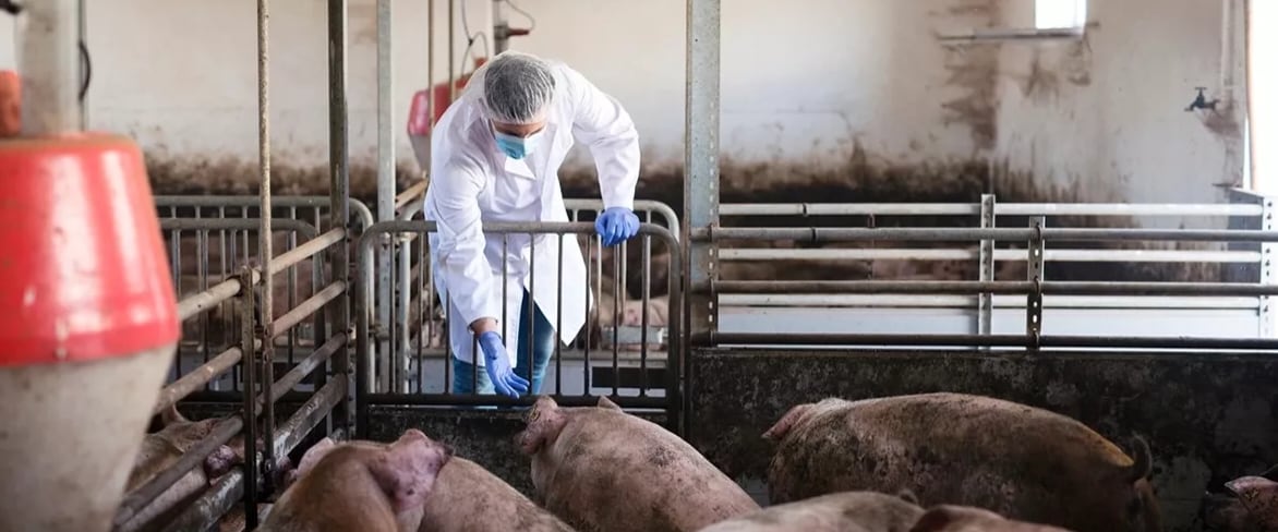 La agencia veterinaria del Reino Unido instó a los criadores de cerdos a informar formalmente cualquier sospecha de gripe porcina. (Foto: Freepik)