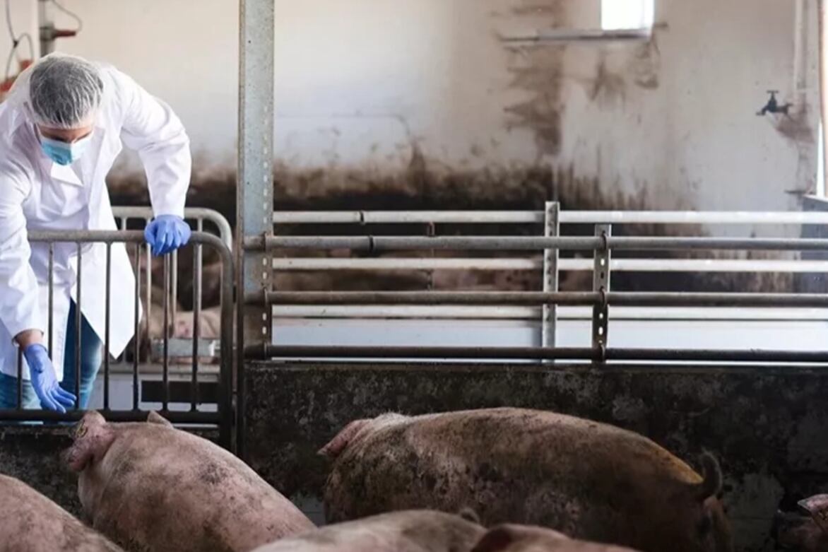 La agencia veterinaria del Reino Unido instó a los criadores de cerdos a informar formalmente cualquier sospecha de gripe porcina. (Foto: Freepik)