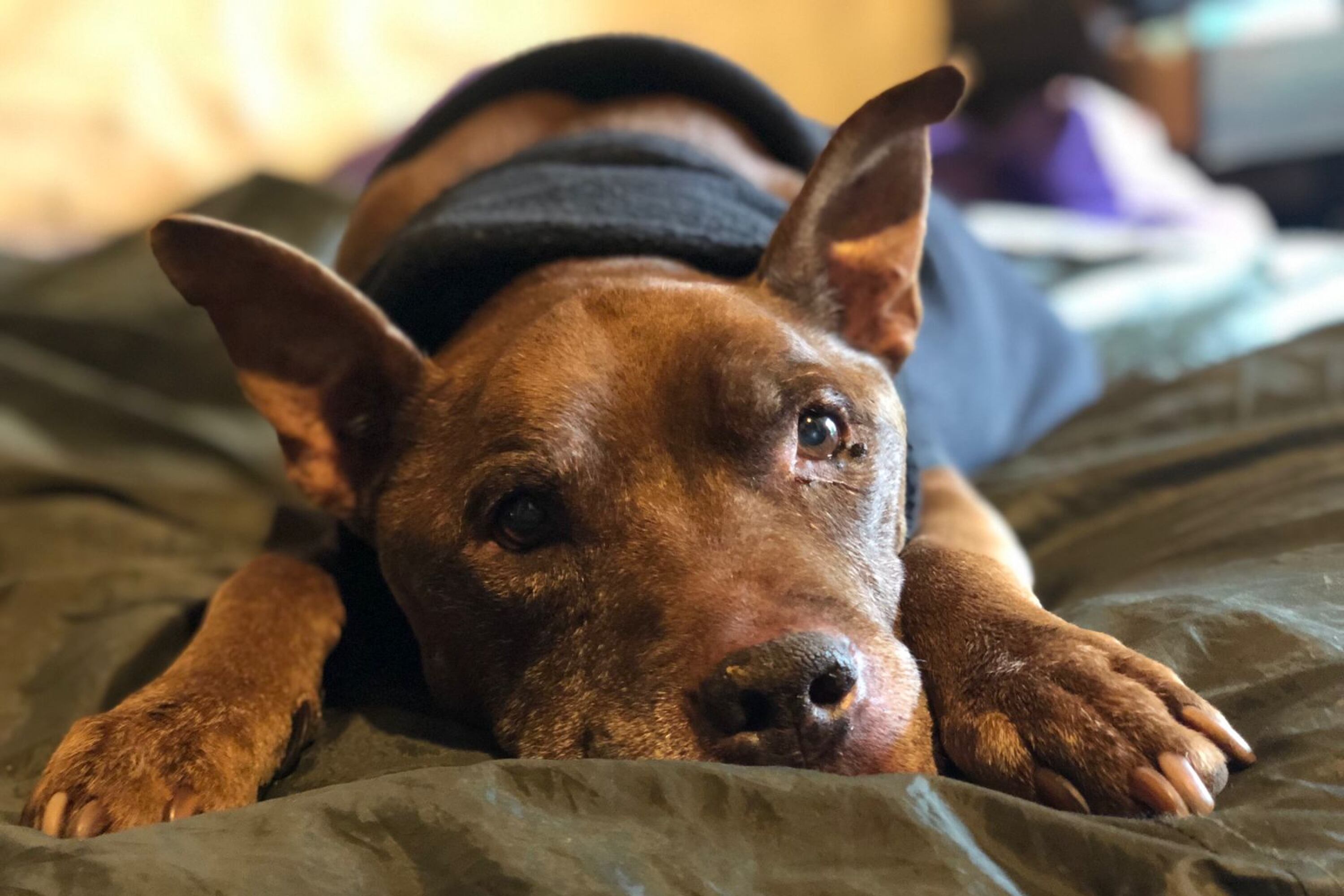 ‘Parche’, el pitbull con carcinoma hepático que utiliza aceite de cannabis.