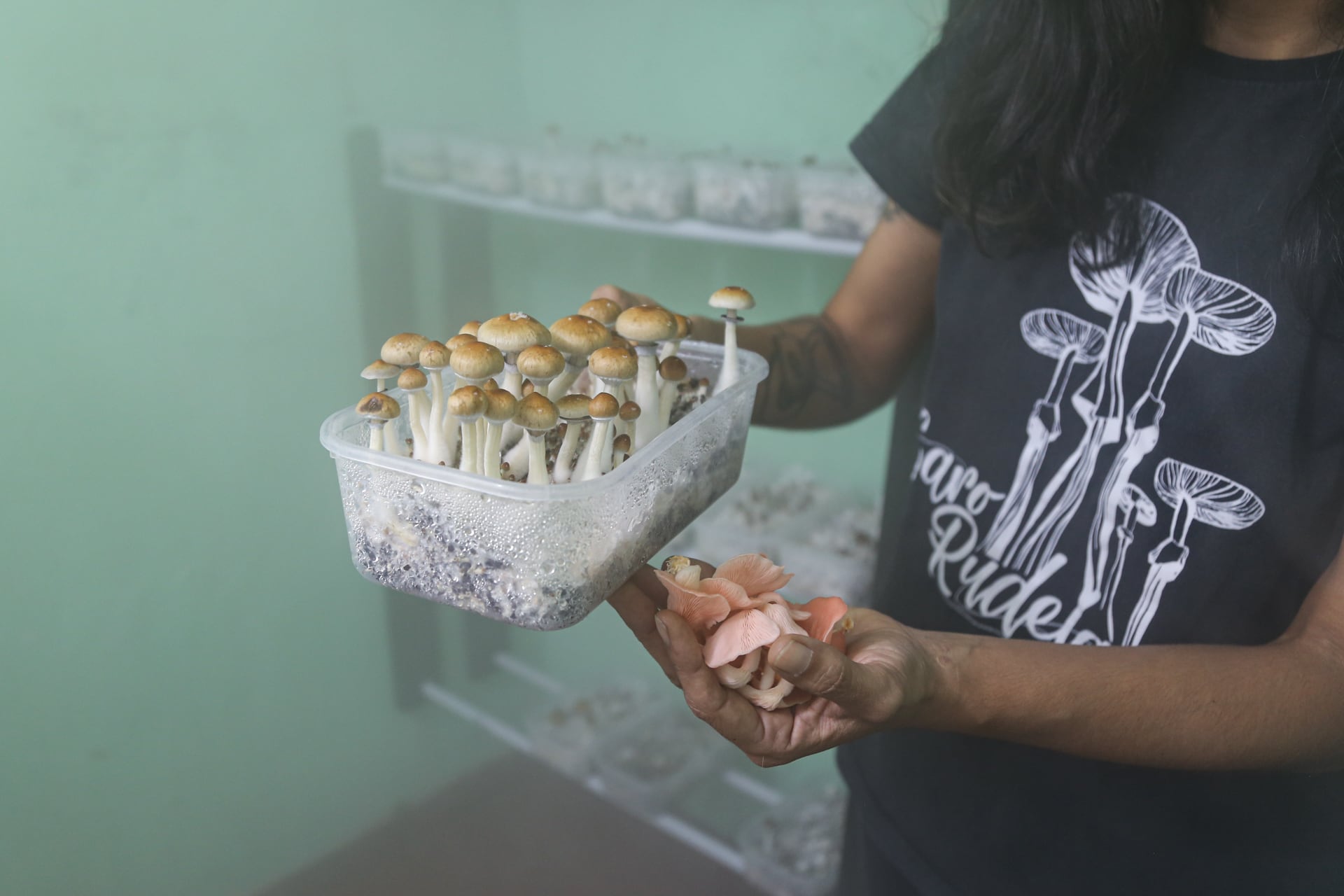 Producción de hongos psilocibes de la cultivadora Caro Rudelaris