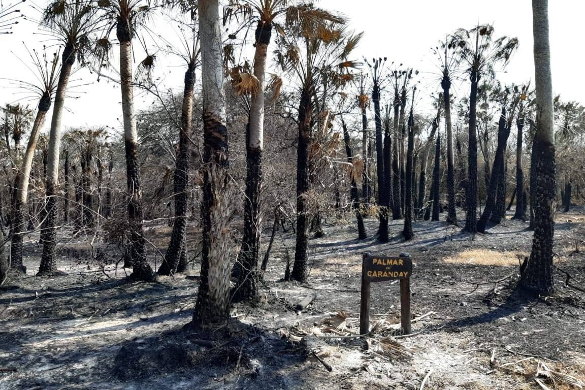 El incendio desatado el jueves pasado destruyó un total de 80 hectáreas en el parque fundado en 2015, donde -a su vez- funciona la Estación Biológica del Conicet asentada hace 40 años en Corrientes.