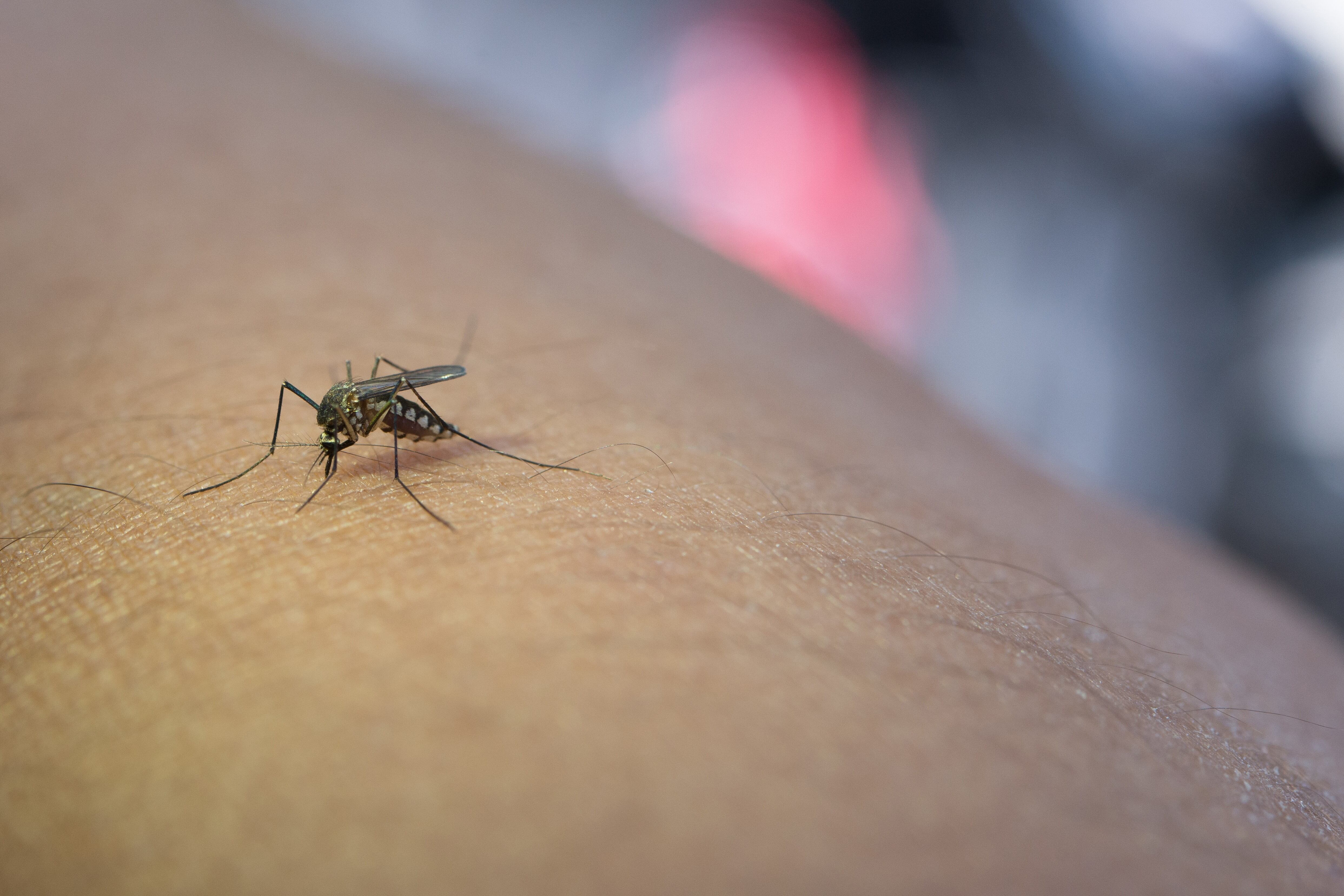 Ya son 2.640 los casos de dengue registrados en CABA. Imagen: FreePik.