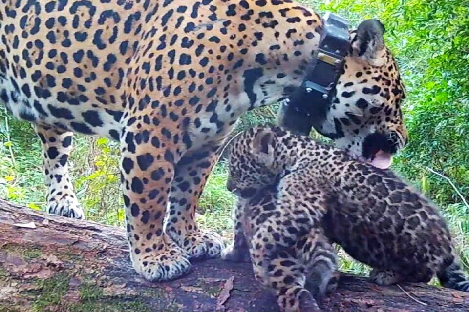 Nacieron dos cachorros de yaguareté en el Parque Nacional Iberá. Imagen: captura de video