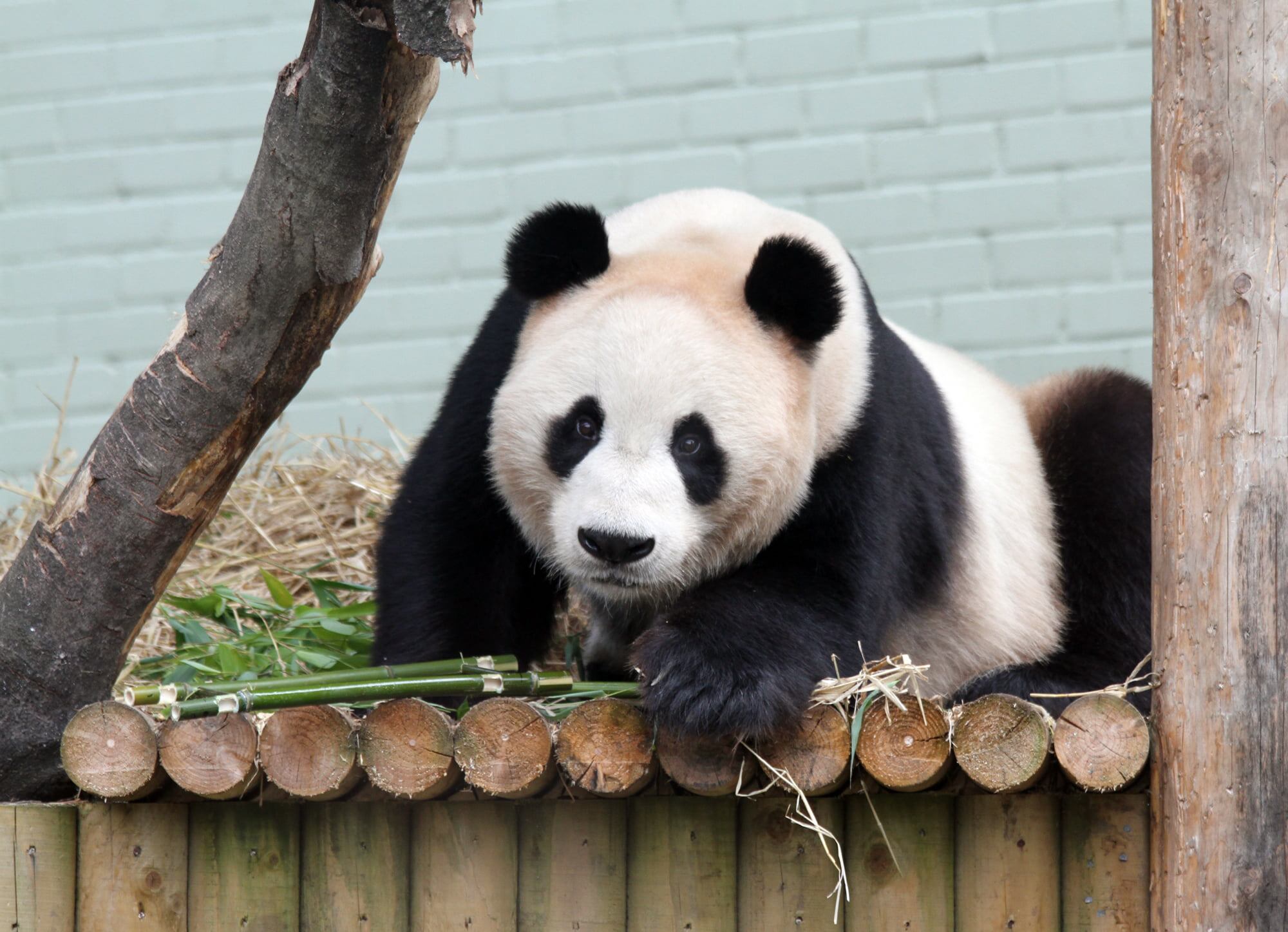 Los pandas gigantes vieron su población mermada por los cazadores furtivos y por la tala ilegal. (Foto: Royal Zoological Society of Scotland)