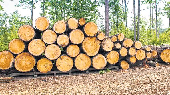 Toda la cadena foresto-industrial sufrió las consecuencias del modelo.