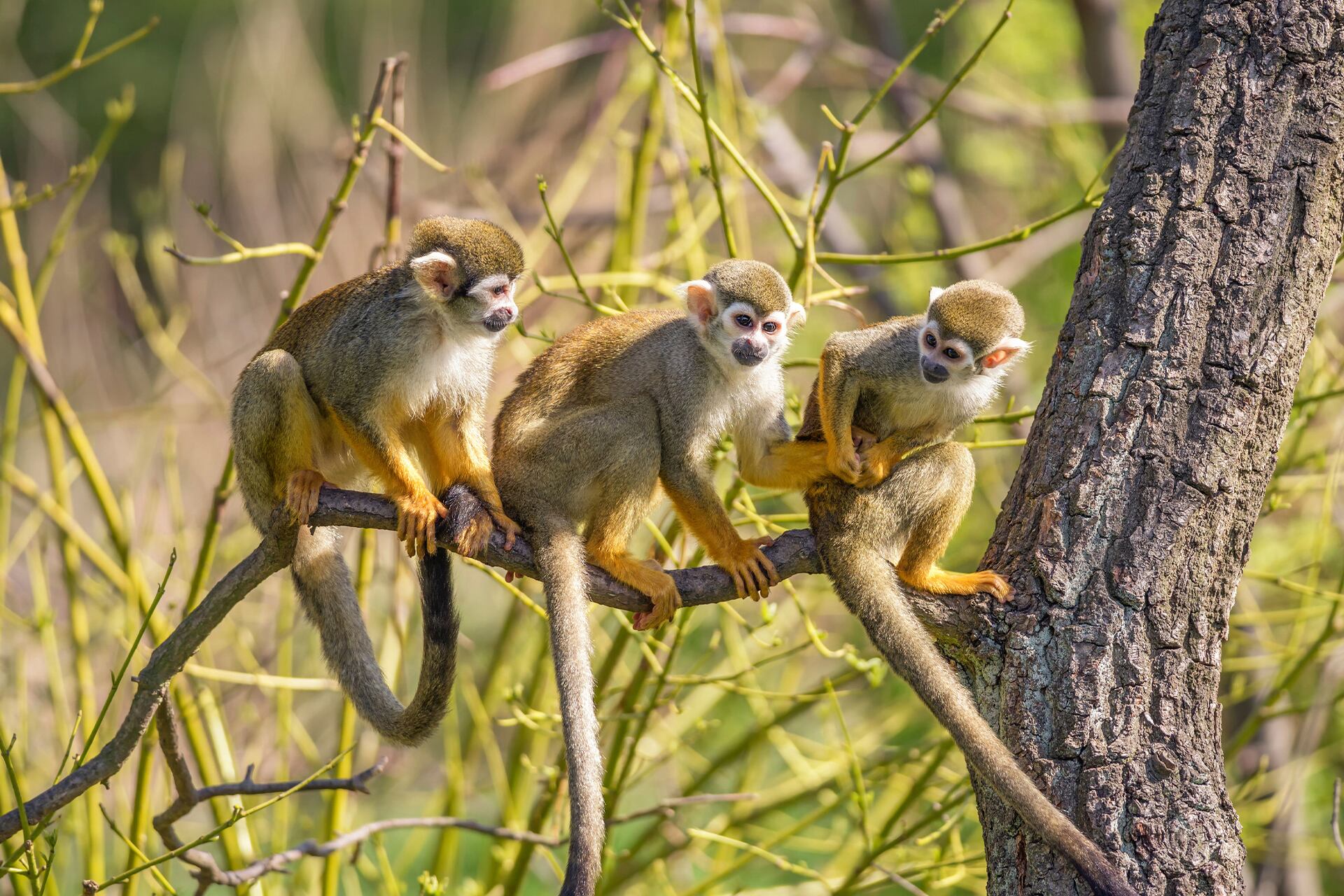 Surinam es un territorio cosmopolita y biodiverso, con playas paradisíacas, una selva omnipresente y más de un mito.