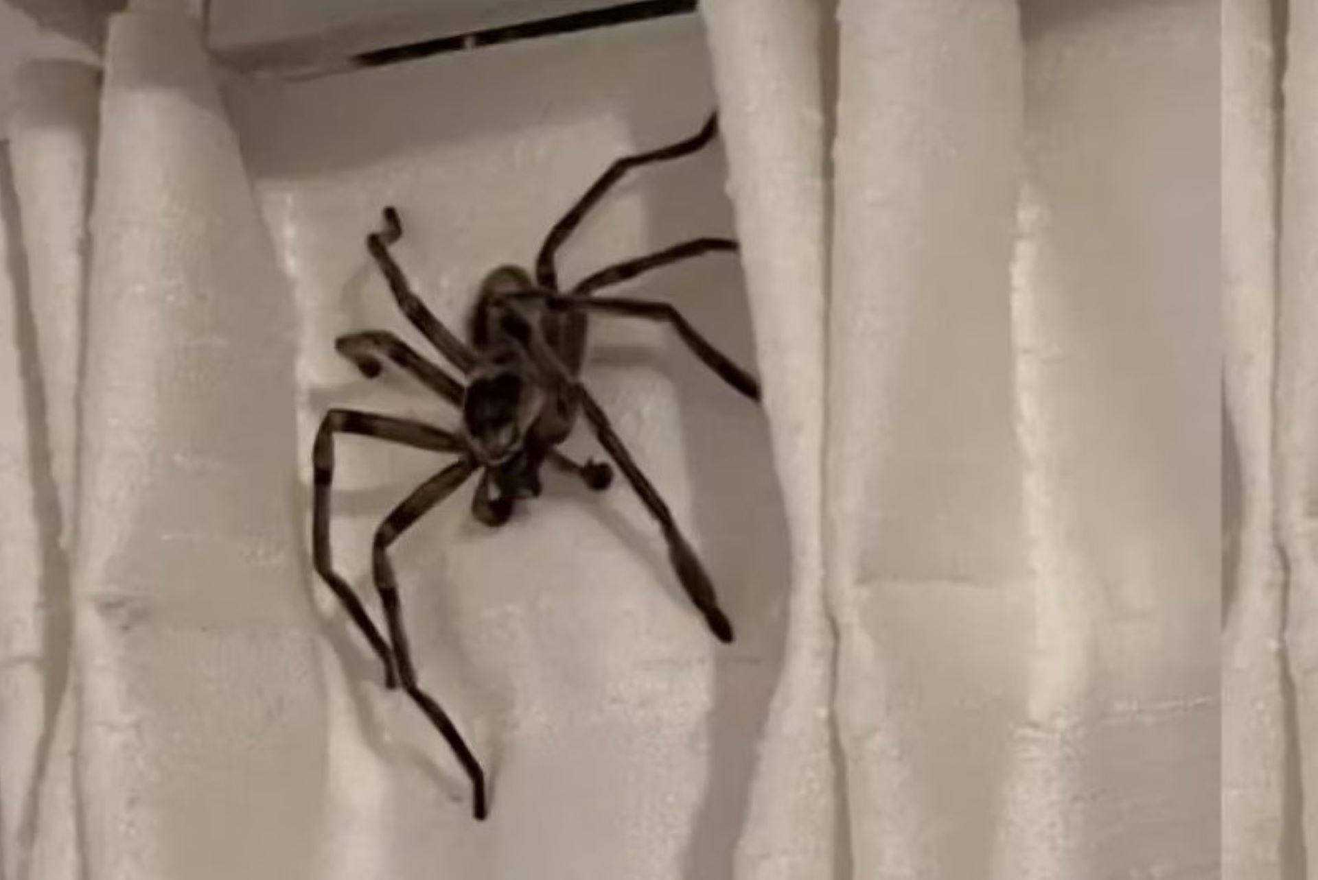 Impactante imagen de la araña cangrejo que apareció en Pinamar. (Foto: Twitter @drapauluna)