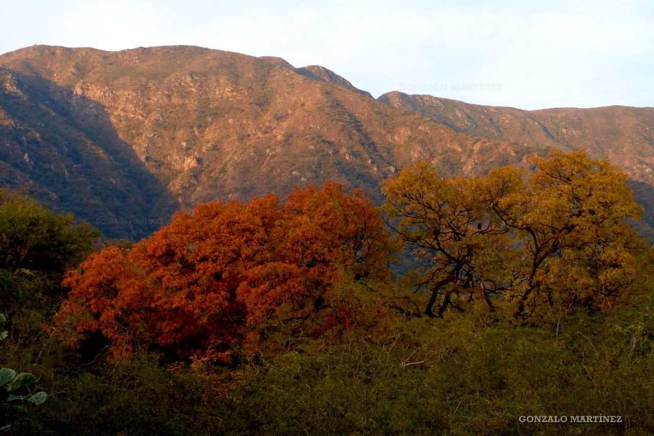 Quebrachos serranos en invierno.