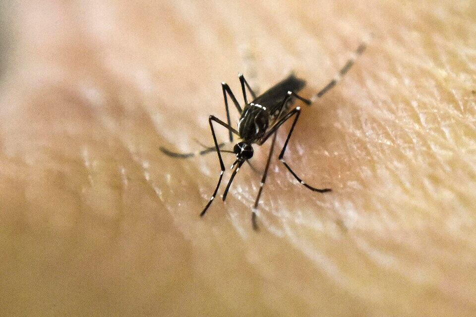 En Paraguay, en lo que va enero se registraron más de 1300 casos de chikungunya, un número superior a años anteriores. (Foto: NA)