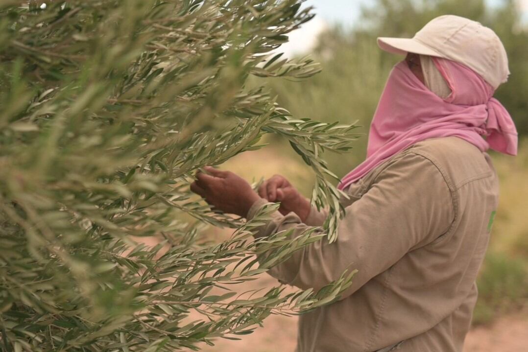La mayoría de los cosecheros llegaron desde otras provincias. 