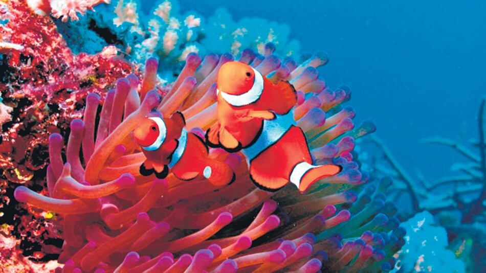 El calor ataca a la anémona.