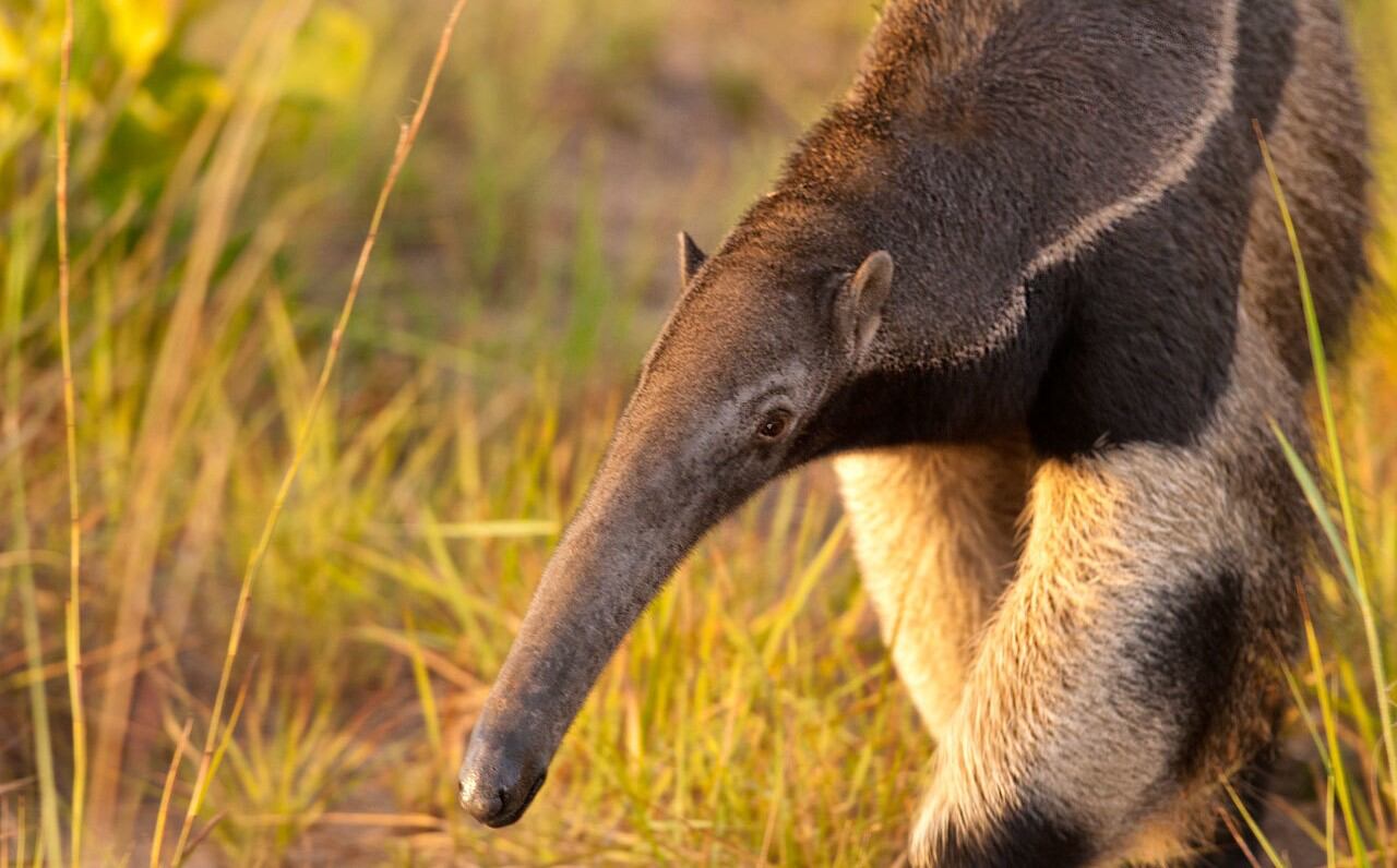 El avistamiento del oso hormiguero, una especie emblemática y catalogada como vulnerable en el país, es un testimonio de la importancia de preservar los ecosistemas naturales y su biodiversidad. (foto: iStock)